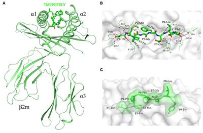 Illumination of PRRSV Cytotoxic T Lymphocyte Epitopes by the Three-Dimensional Structure and Peptidome of Swine Lymphocyte Antigen Class I (SLA-I)